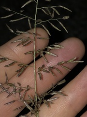 Eragrostis cilianensis