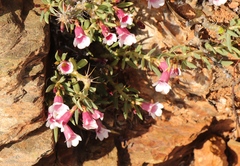 Pachypodium bispinosum