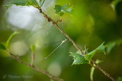 Lestes inaequalis