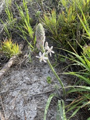 Trachyandra hirsutiflora