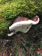 Heterobasidion annosum