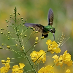 Chionomesa fimbriata