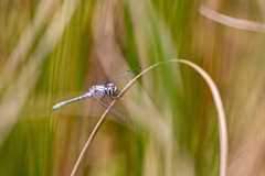 Nannothemis bella