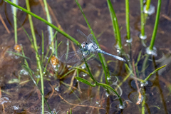 Nannothemis bella