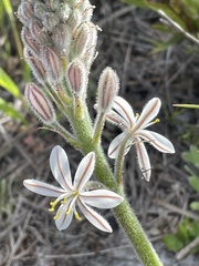 Trachyandra hirsutiflora