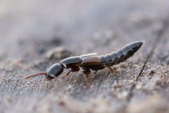 Xantholinus
