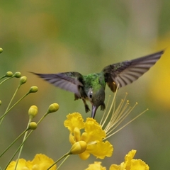 Chionomesa fimbriata