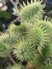 Xanthium orientale