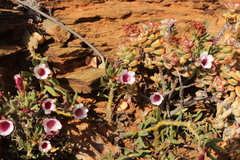 Pachypodium bispinosum
