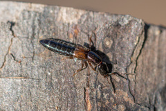 Xantholinus