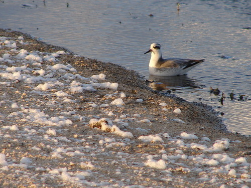 Phalaropus fulicarius observed 2007-01-31