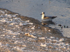 Phalaropus fulicarius