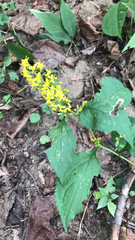 Solidago flexicaulis