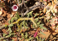 Pachypodium bispinosum