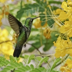 Chionomesa fimbriata