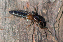 Xantholinus