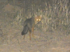 Lycalopex gymnocercus