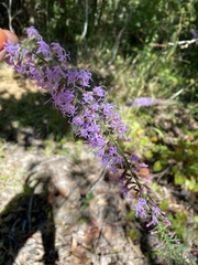 Liatris spicata