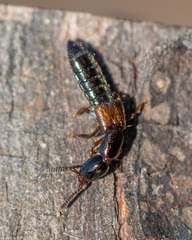 Xantholinus