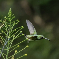 Chionomesa fimbriata