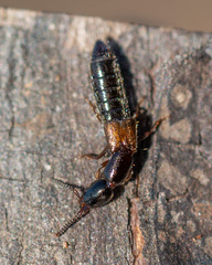 Xantholinus
