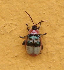 Oedionychina