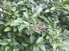 Ligustrum ovalifolium