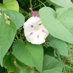 Ipomoea nil
