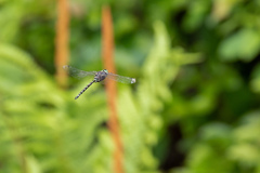 Gomphaeschna furcillata