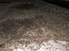 Eragrostis cilianensis