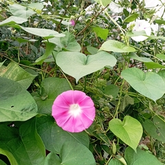 Ipomoea nil