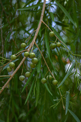 Boscia salicifolia image