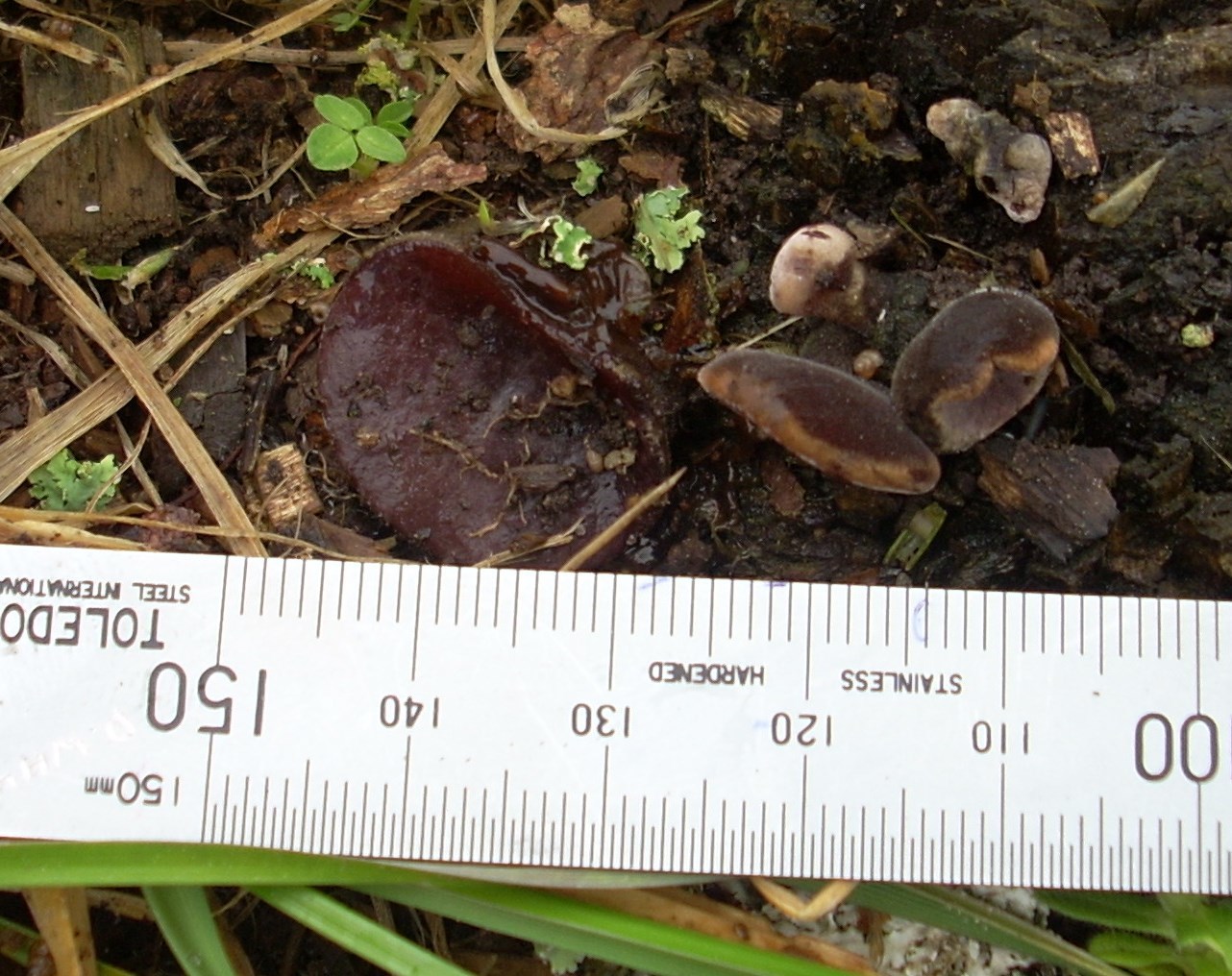Auricularia cornea image
