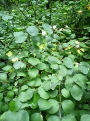 Symphoricarpos albus