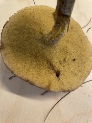 Suillus subalutaceus
