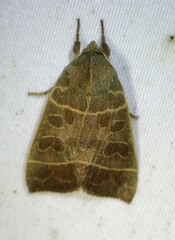 Ipimorpha pleonectusa