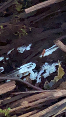 Ceratiomyxa fruticulosa