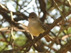 Camptostoma obsoletum