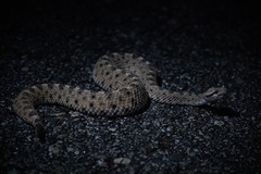 Crotalus cerastes cerastes