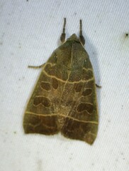 Ipimorpha pleonectusa