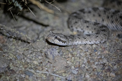 Crotalus cerastes cerastes