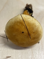 Gymnopilus