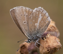 Aricia nicias
