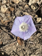 Ipomoea lindheimeri