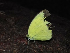 Eurema hecabe hecabe