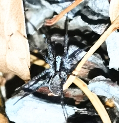 Acantholycosa lignaria