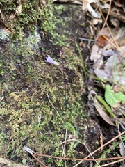 Apteria aphylla