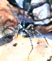 Acantholycosa lignaria