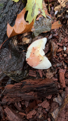 Russula cremoricolor