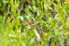 Libellula semifasciata